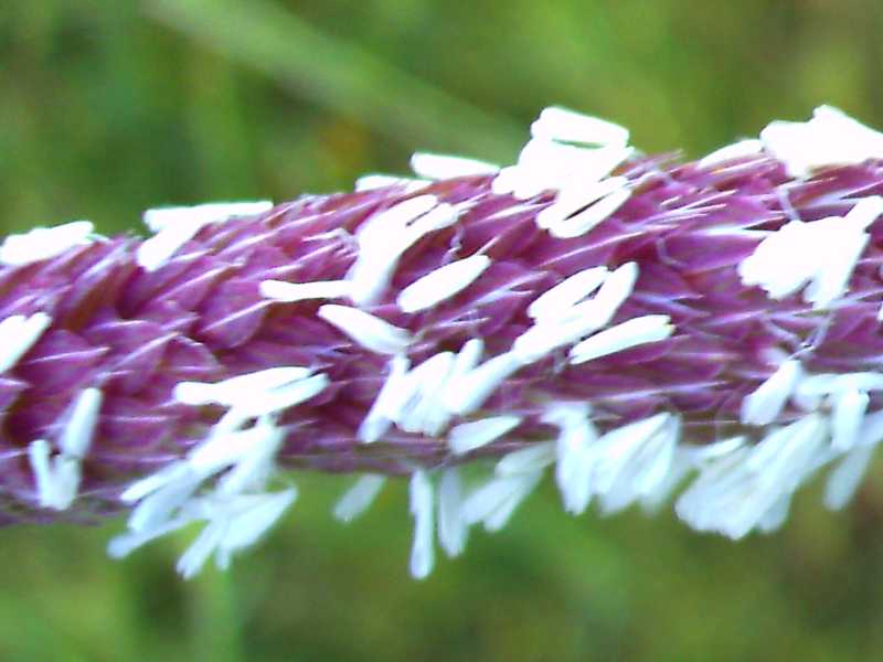 Phalaris coerulescens